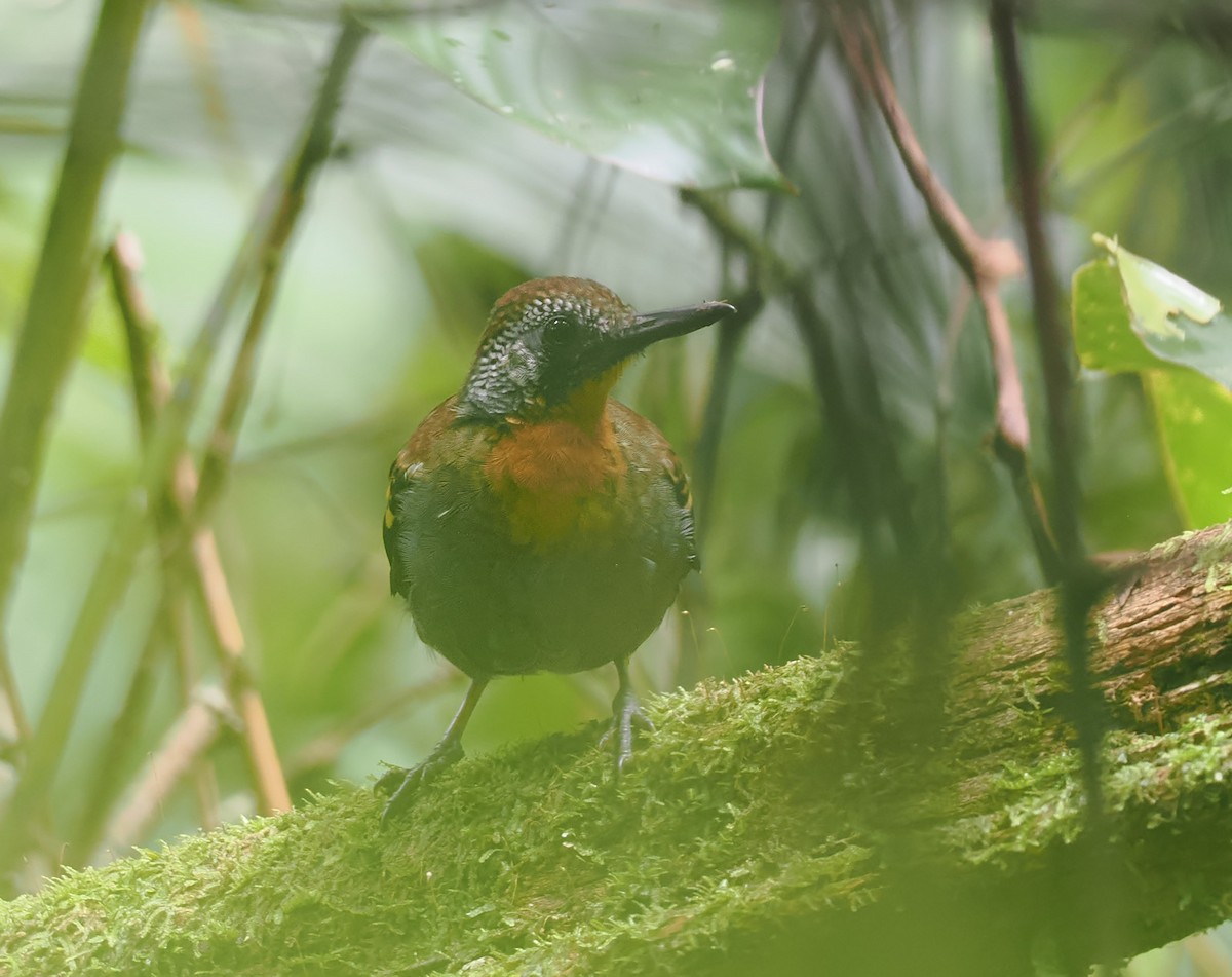 Wing-banded Antbird - ML621098063