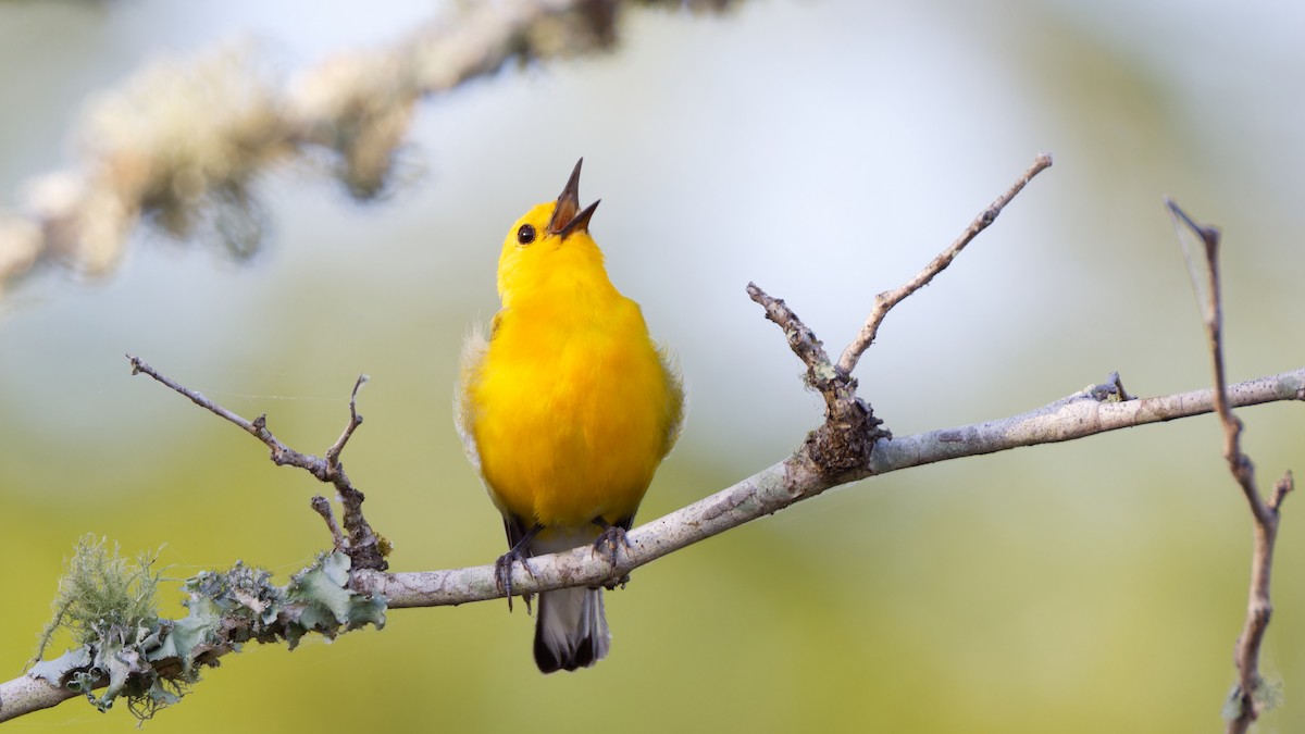 Prothonotary Warbler - Brent Cox