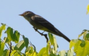 Great Crested Flycatcher - ML621098116