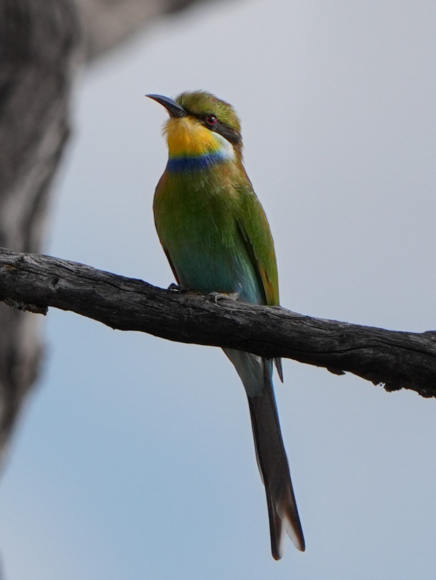 Swallow-tailed Bee-eater - ML621098165