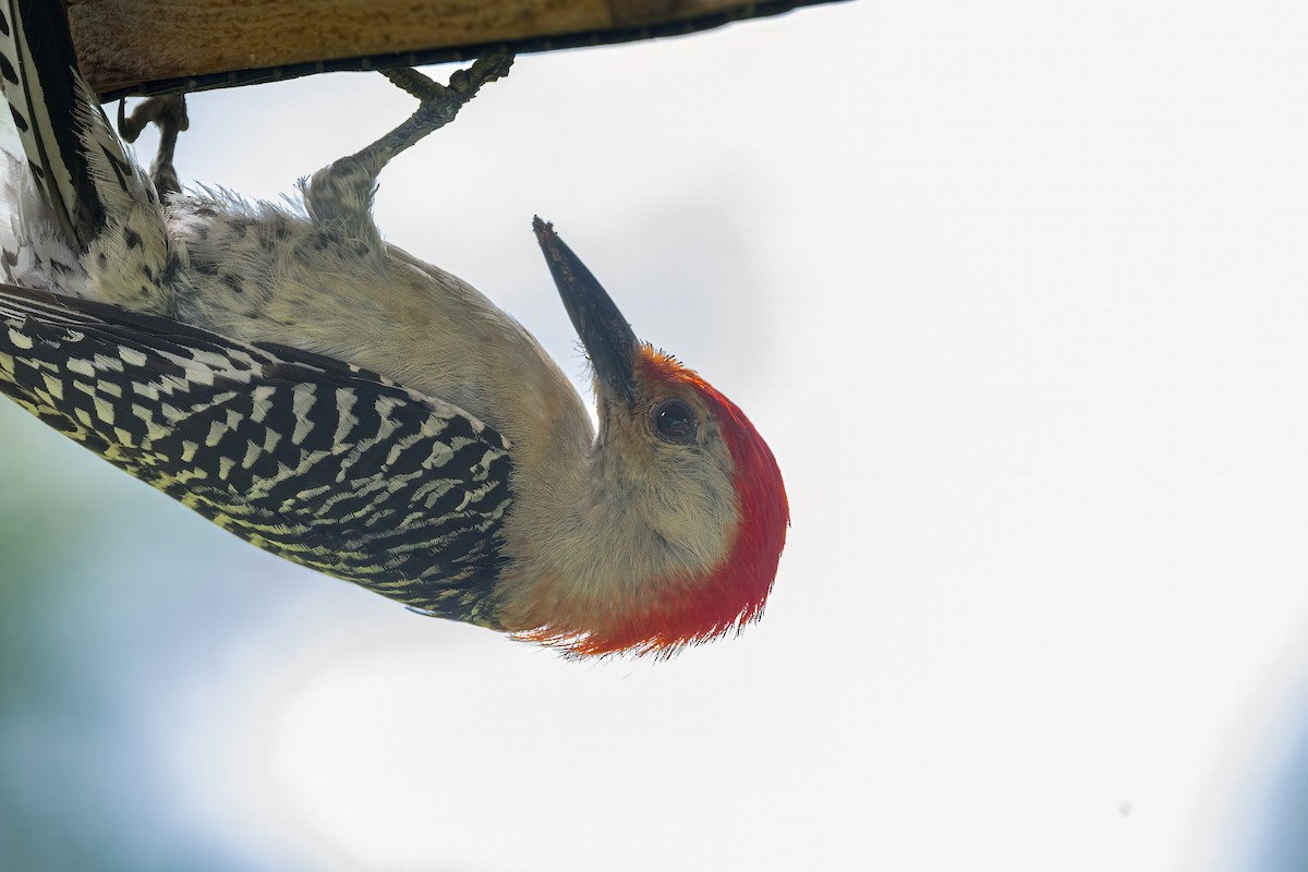 Red-bellied Woodpecker - ML621098179