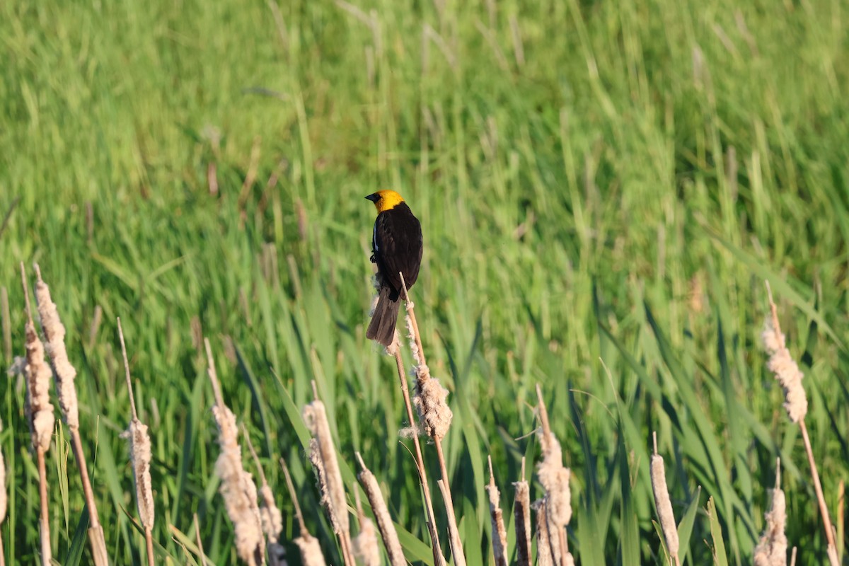 Yellow-headed Blackbird - ML621098183