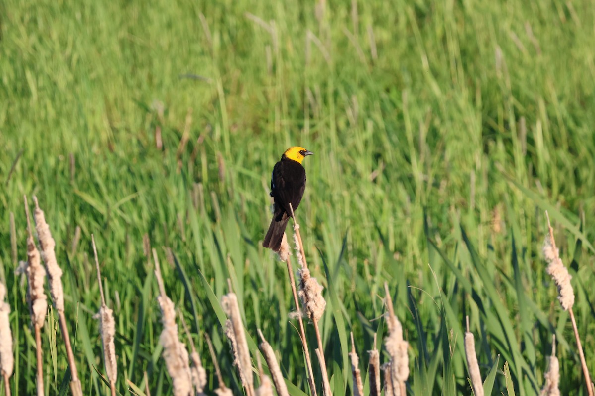 Yellow-headed Blackbird - ML621098184
