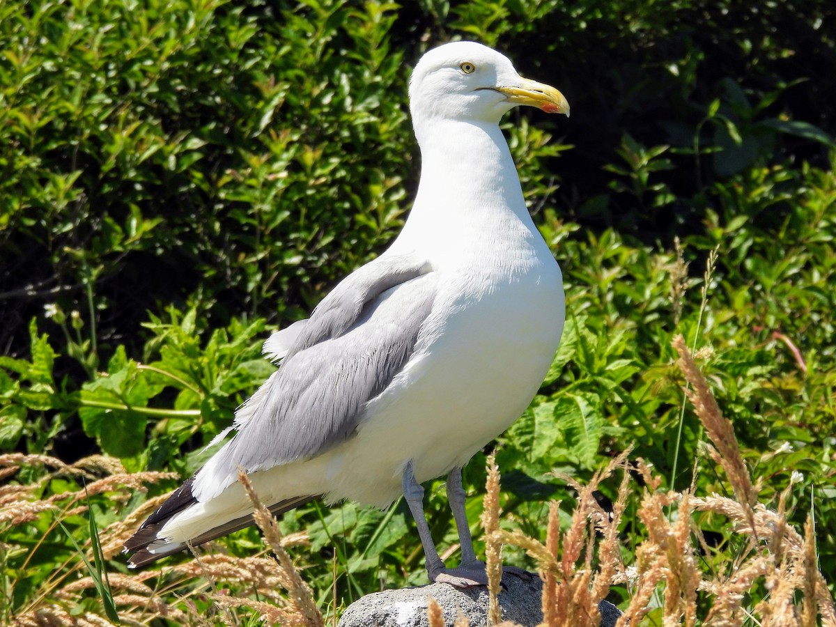 Herring Gull (American) - ML621098191