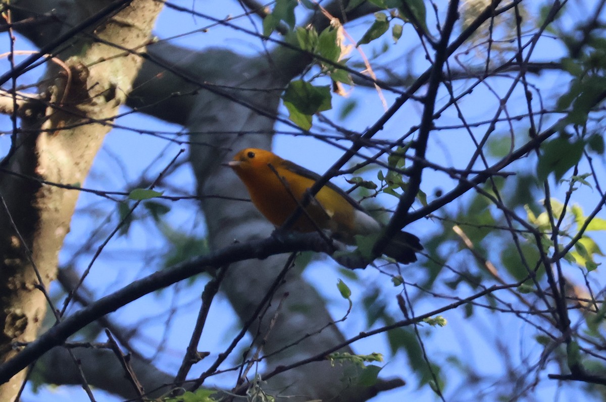 Prothonotary Warbler - ML621098195