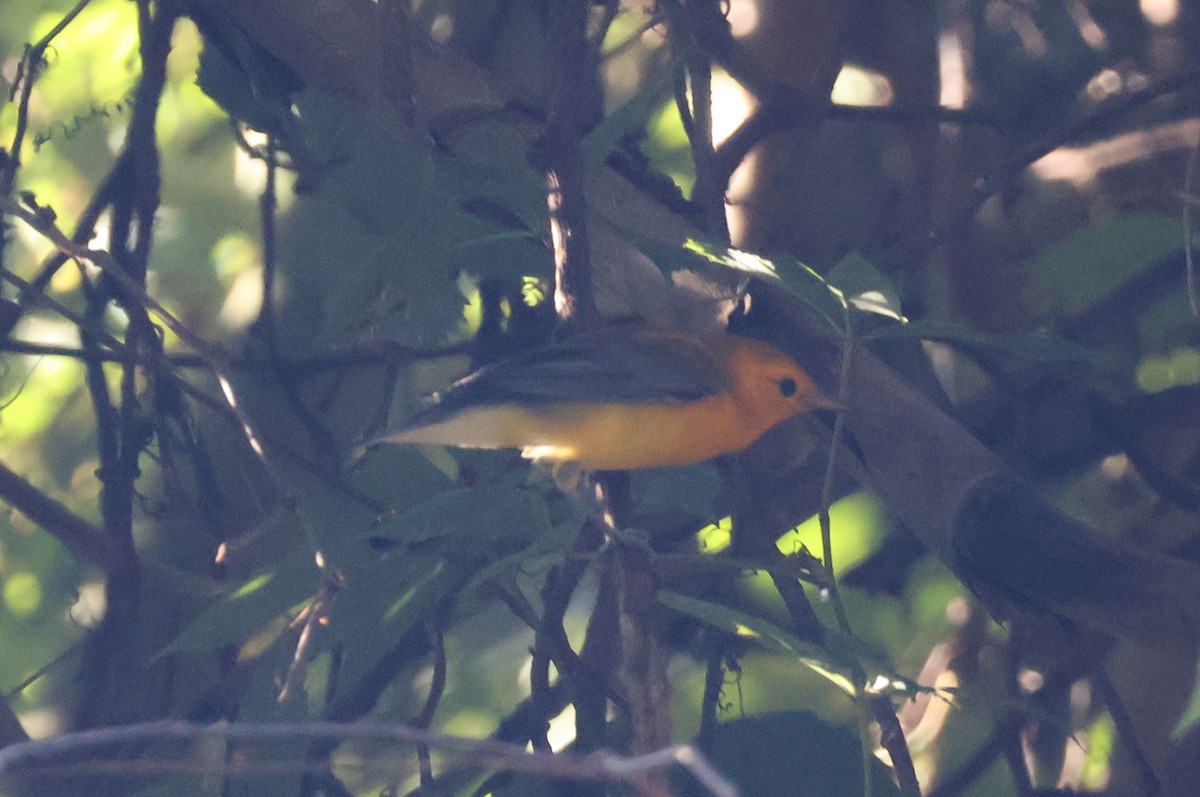 Prothonotary Warbler - ML621098196