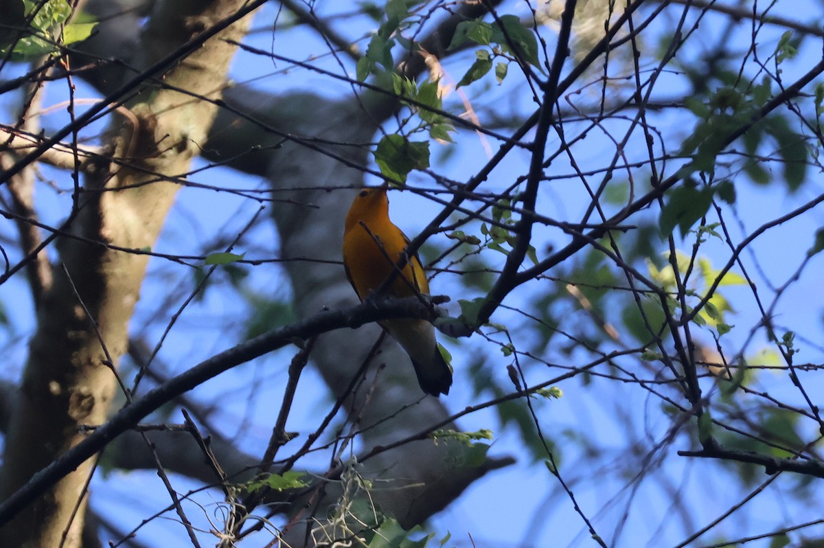 Prothonotary Warbler - ML621098197