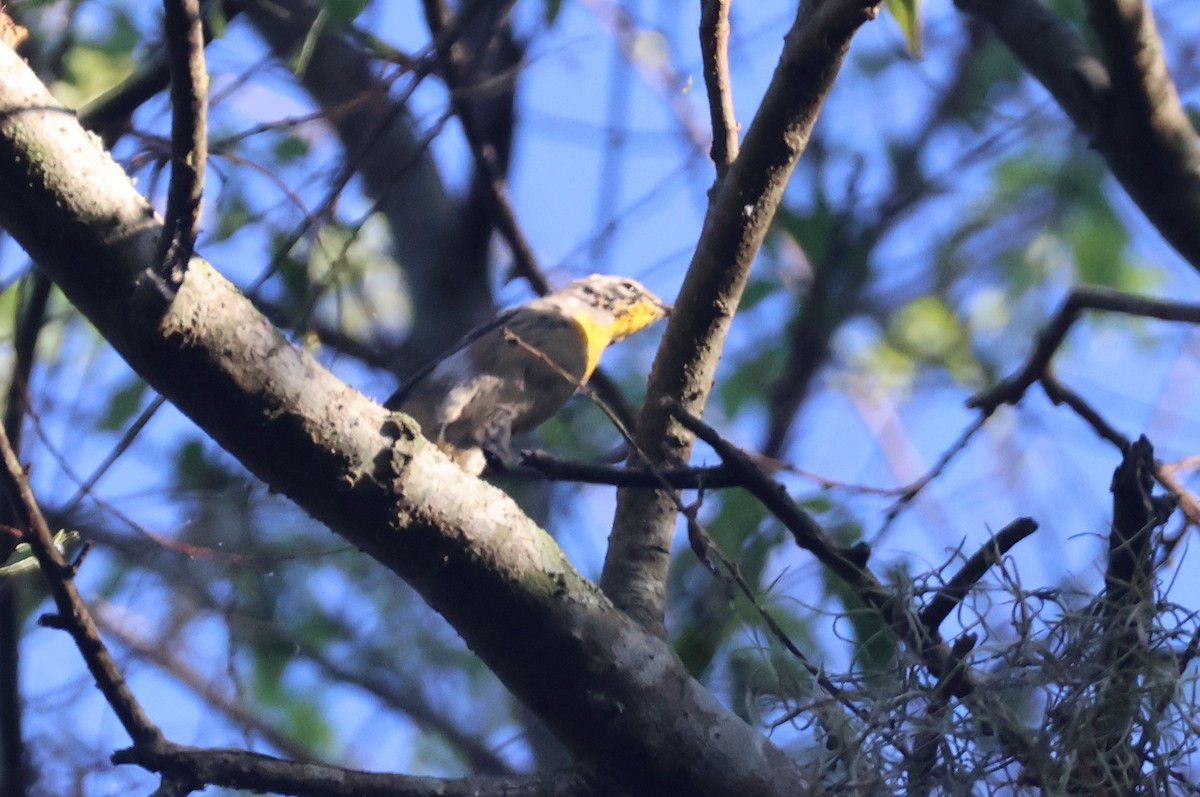 Yellow-throated Warbler - ML621098201