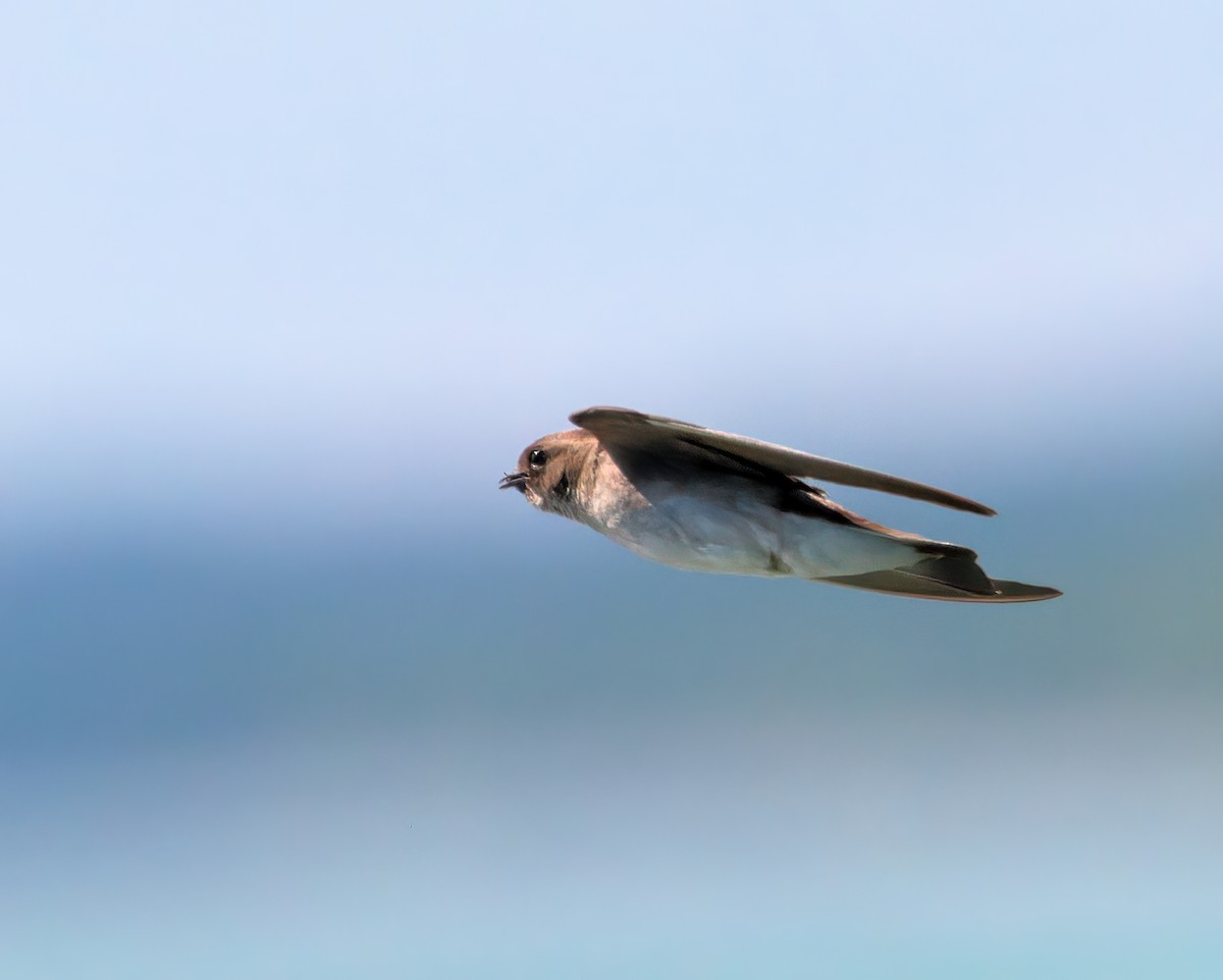 Northern Rough-winged Swallow - ML621098222
