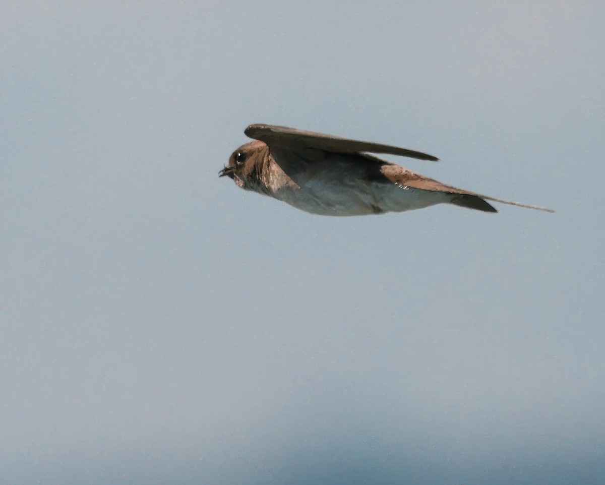 Northern Rough-winged Swallow - ML621098230