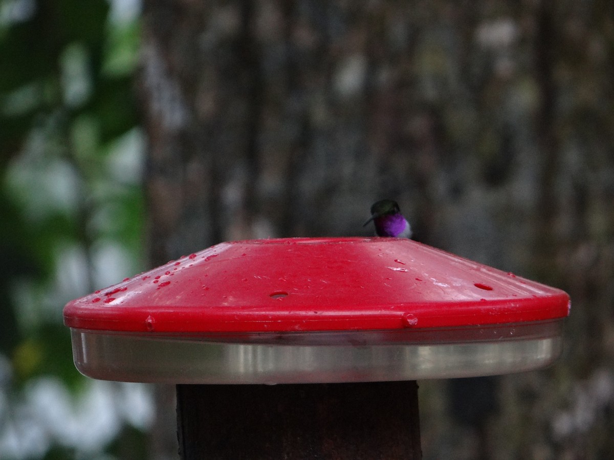 kolibřík bělolímcový - ML621098241