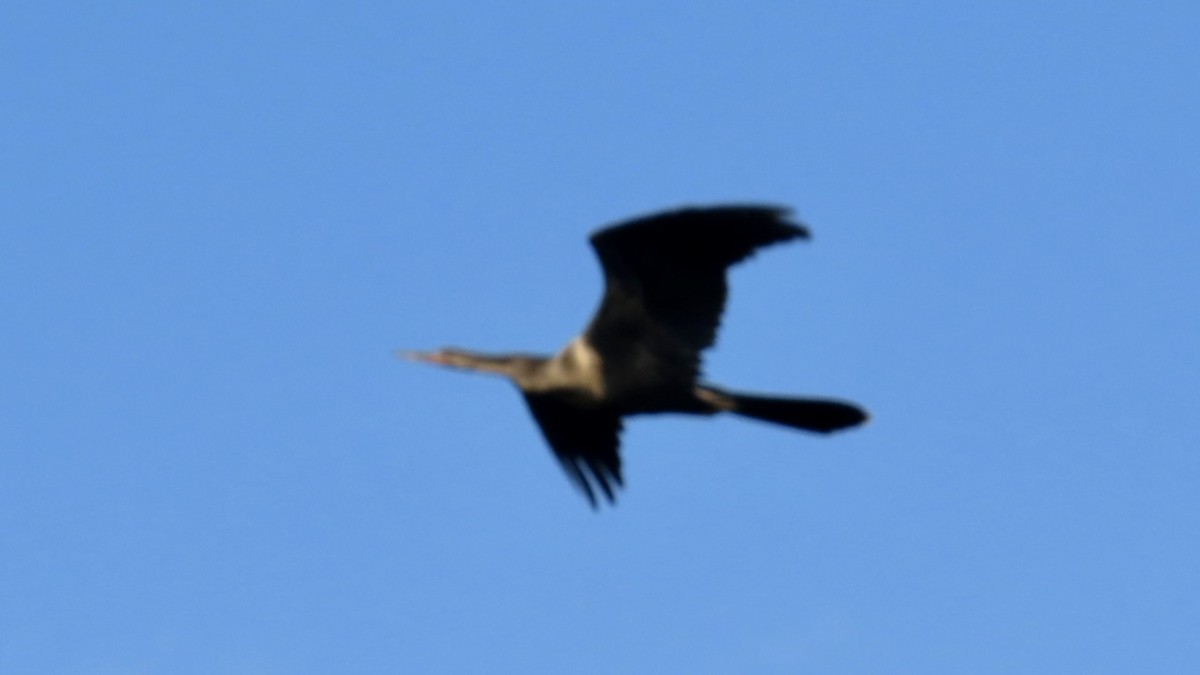 Anhinga Americana - ML621098302