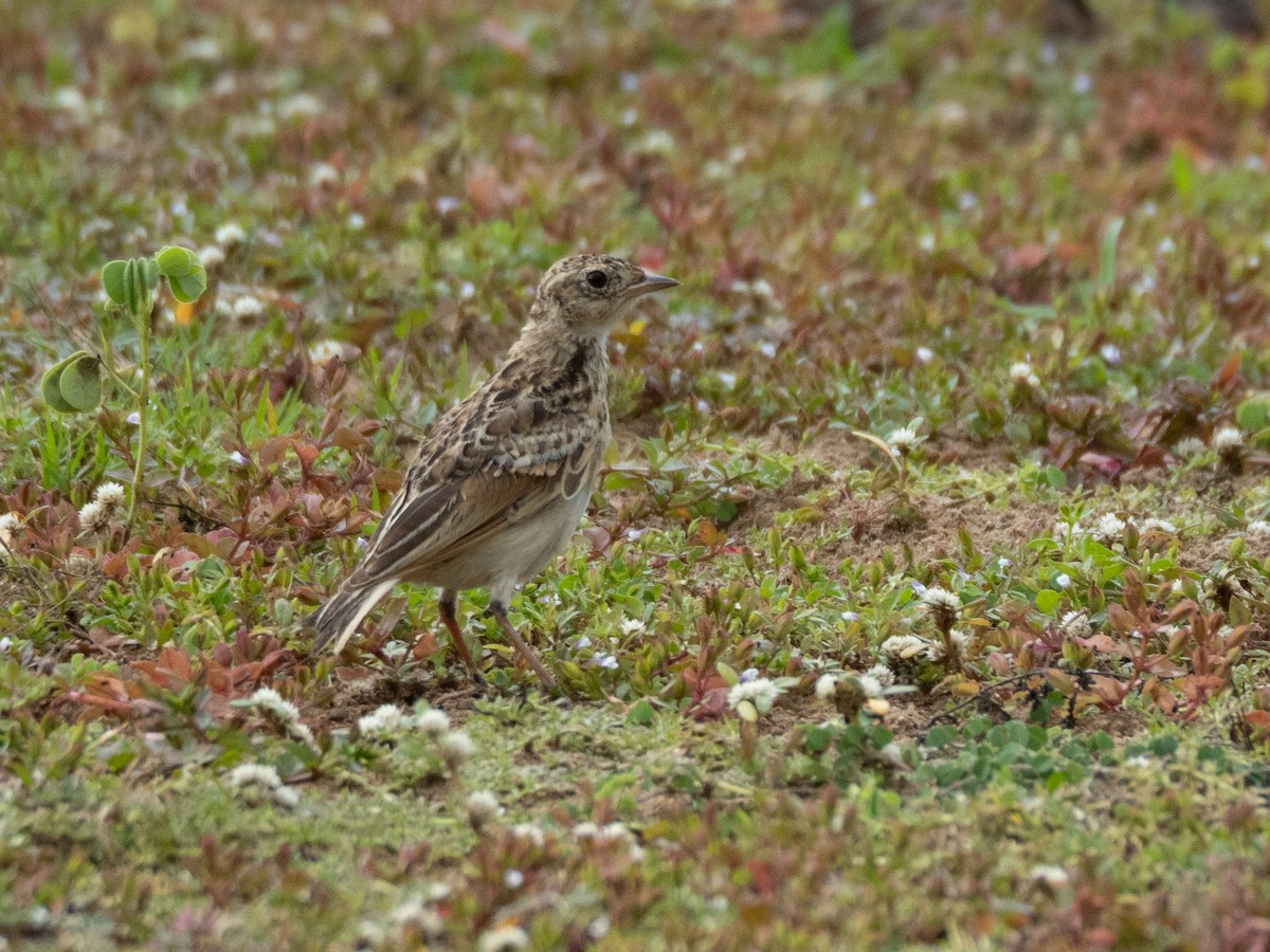 Indochinese Bushlark - ML621098314