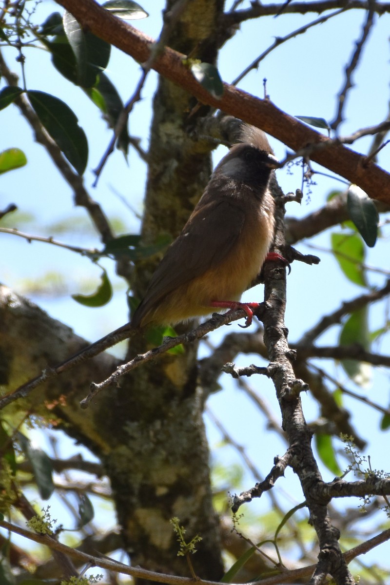 Speckled Mousebird - ML621098315