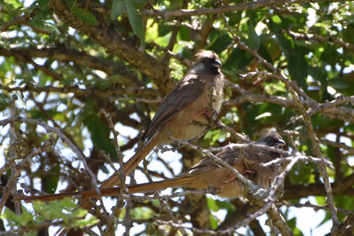 Speckled Mousebird - ML621098316