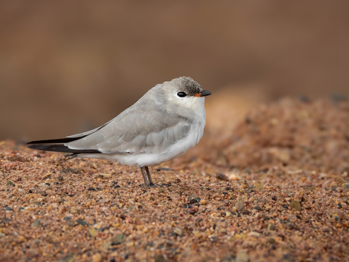 Small Pratincole - ML621098321