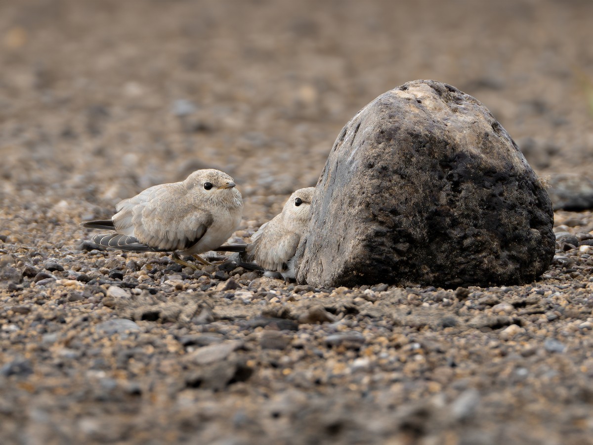 Small Pratincole - ML621098325