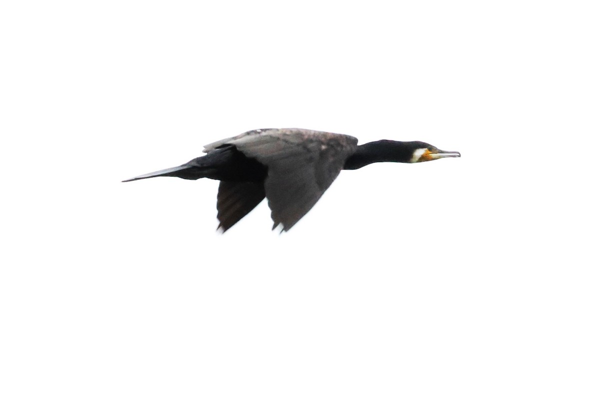 Great Cormorant - ML621098327