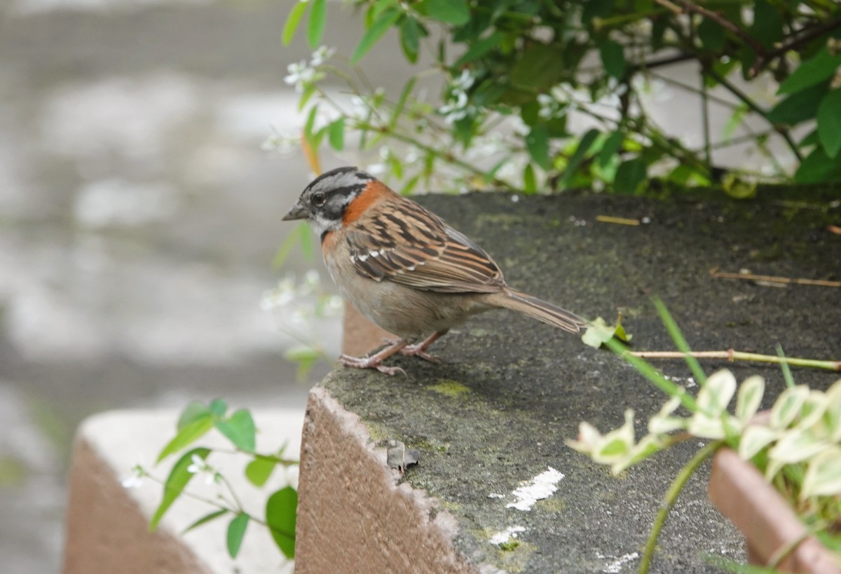 Rufous-collared Sparrow - ML621098348