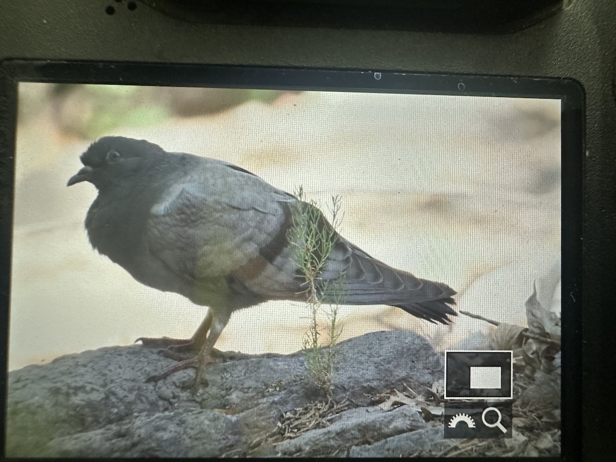 Rock Pigeon (Feral Pigeon) - ML621098359