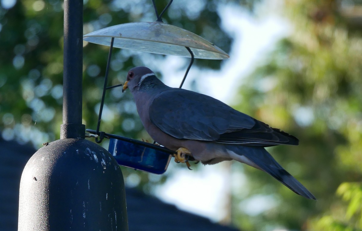 Band-tailed Pigeon - ML621098382