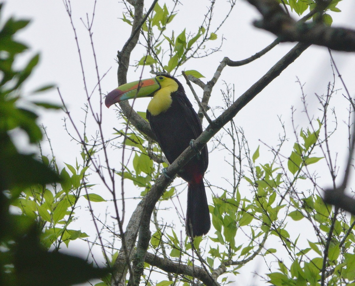 Tucán Piquiverde - ML621098385