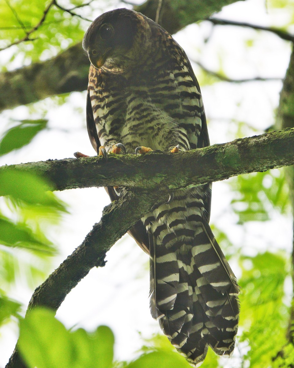 Collared Forest-Falcon - ML621098402