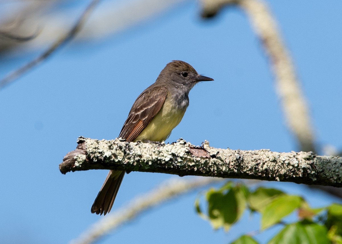 Great Crested Flycatcher - ML621098411