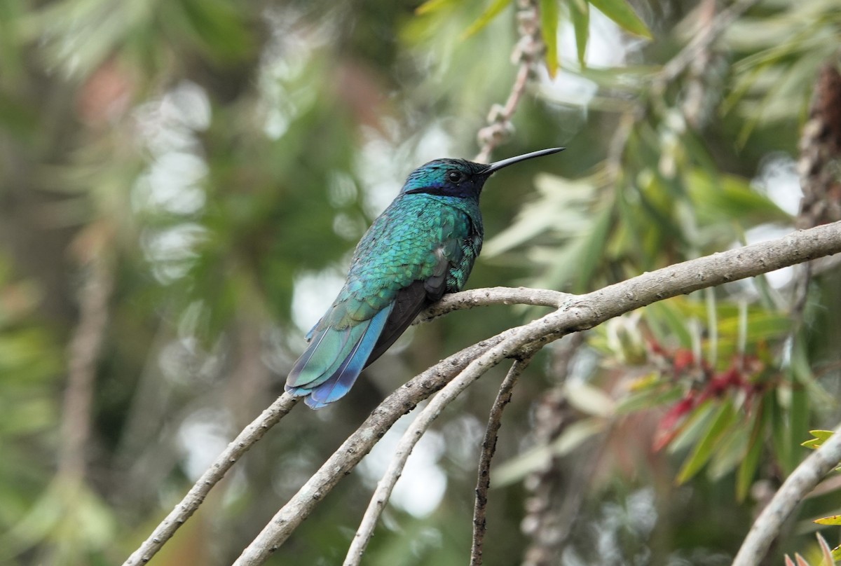 kolibřík modrolící - ML621098428