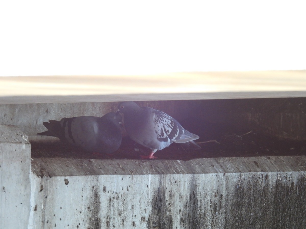 Rock Pigeon (Feral Pigeon) - ML621098432