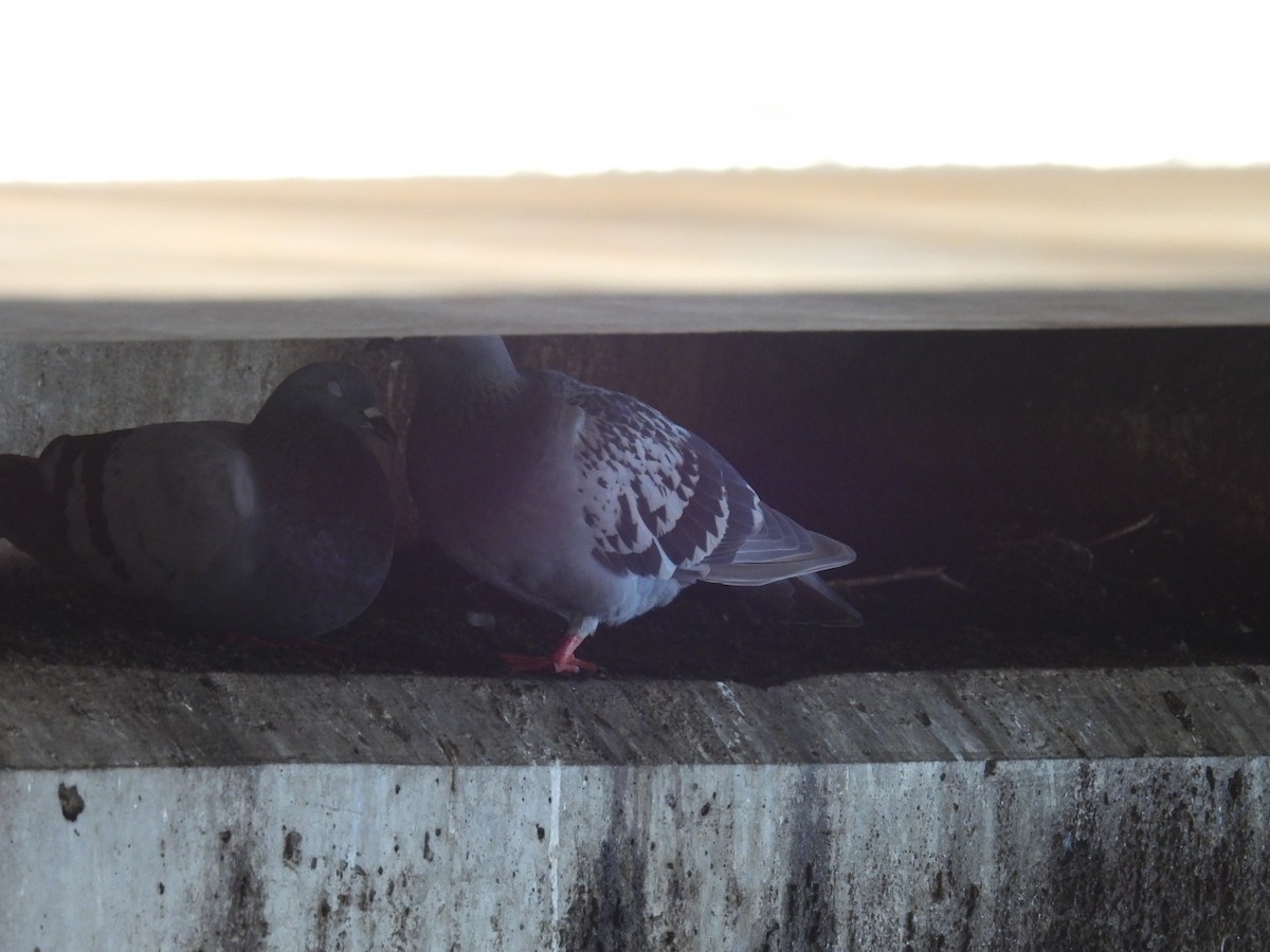 Rock Pigeon (Feral Pigeon) - ML621098433