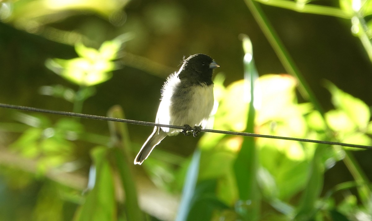 Yellow-bellied Seedeater - ML621098460