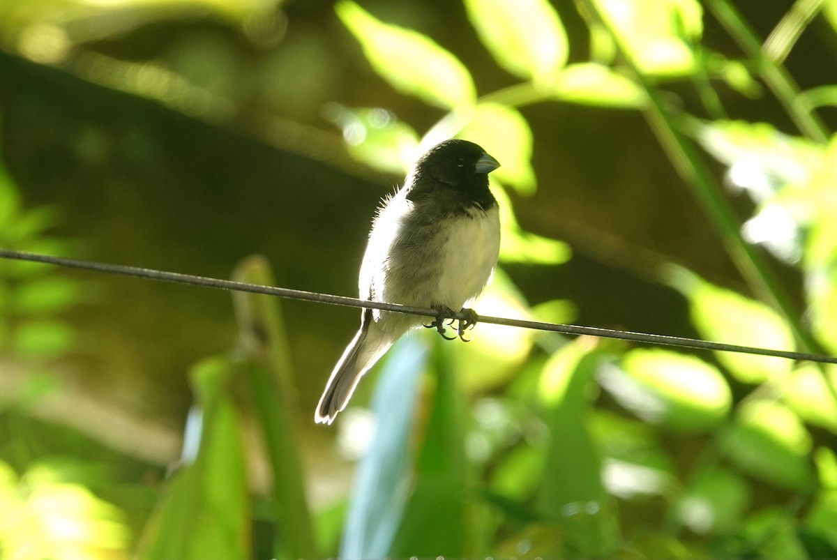 Yellow-bellied Seedeater - ML621098461