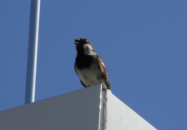 House Sparrow - ML621098492
