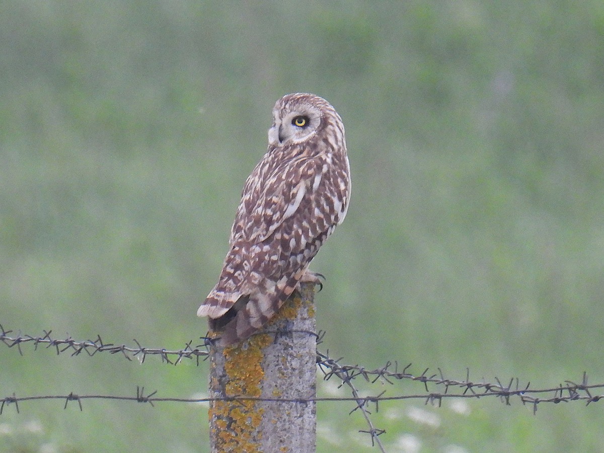 Short-eared Owl - ML621098513