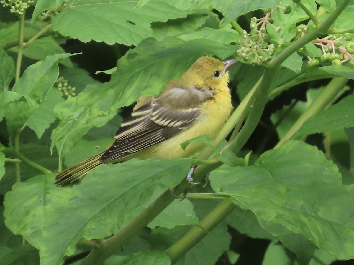 Orchard Oriole - ML621098519