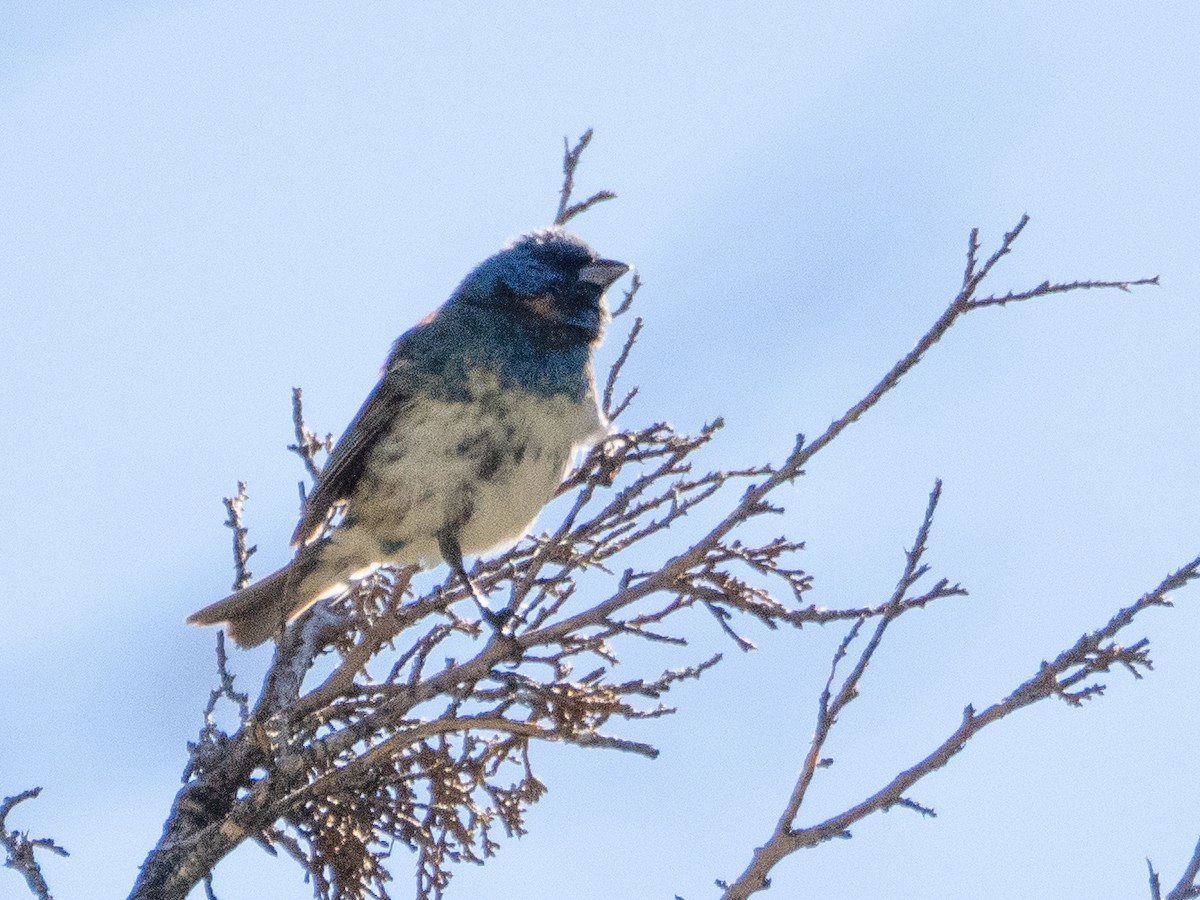 Lazuli/Indigo Bunting - ML621098541