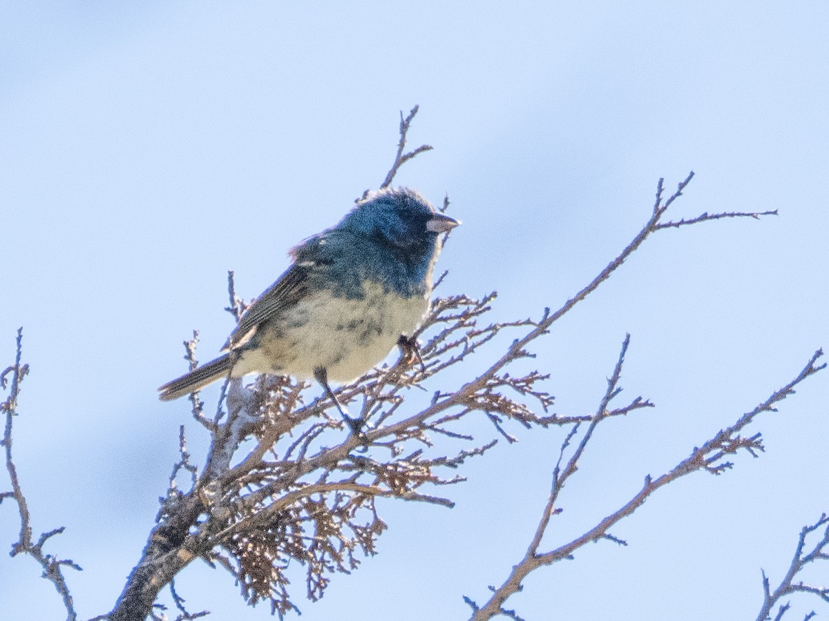 Lazuli/Indigo Bunting - ML621098542
