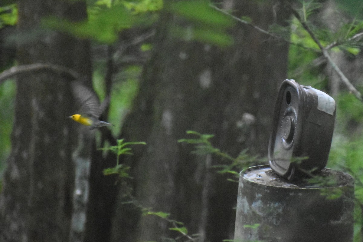 Prothonotary Warbler - ML621098565