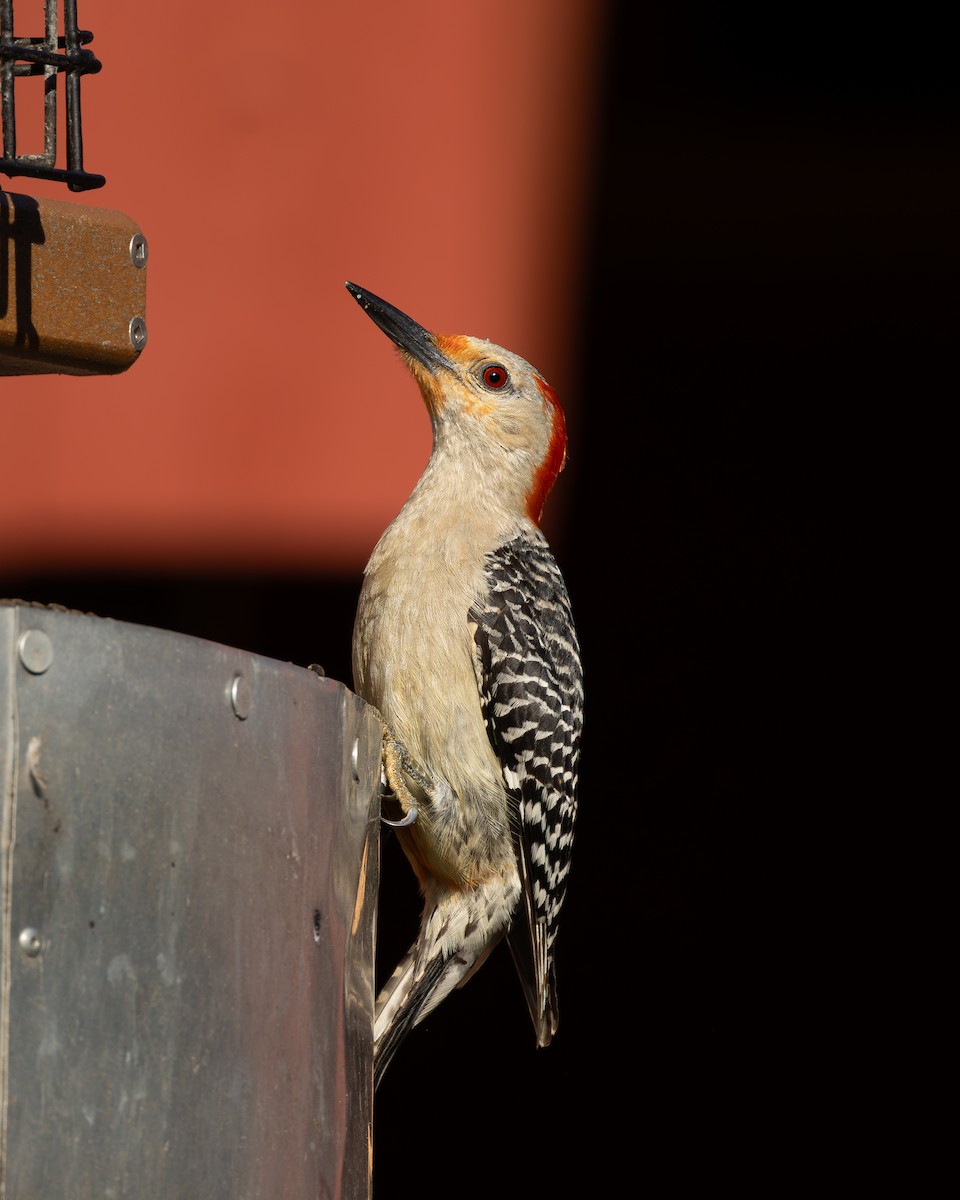 Red-bellied Woodpecker - ML621098566
