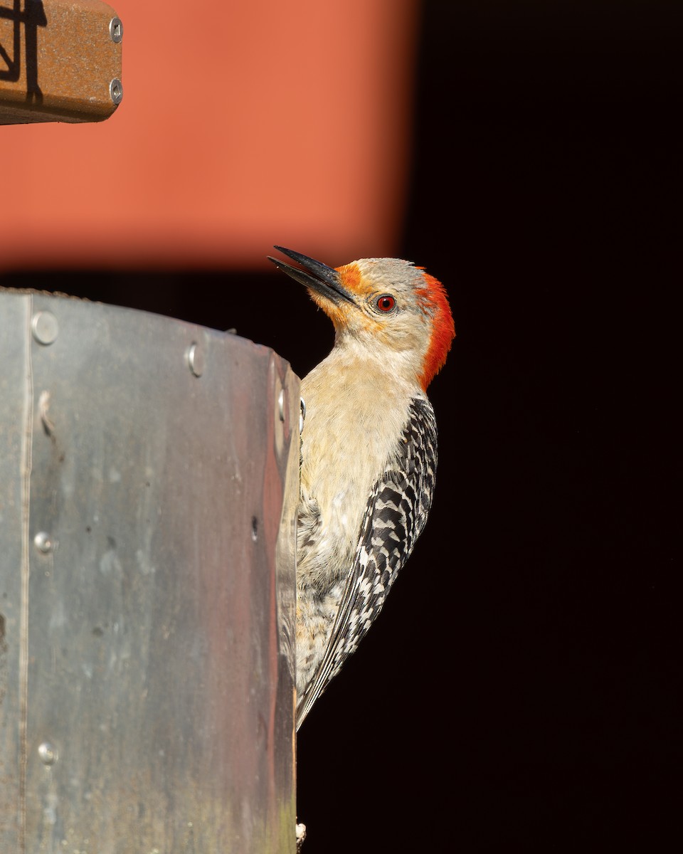 Red-bellied Woodpecker - ML621098567
