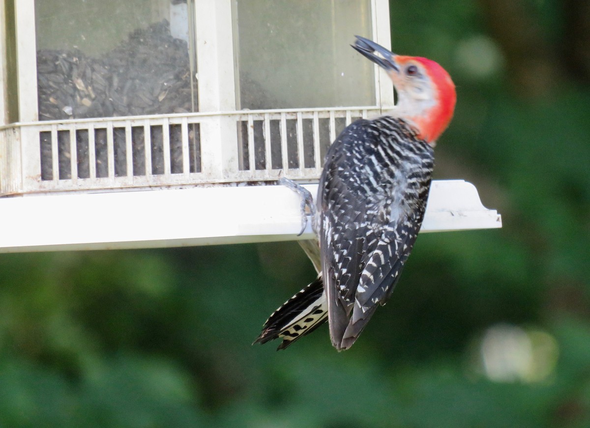 Red-bellied Woodpecker - ML621098606