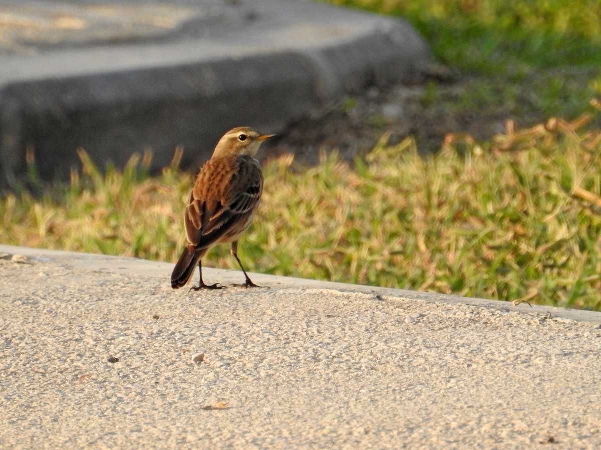 Water Pipit - ML621098615