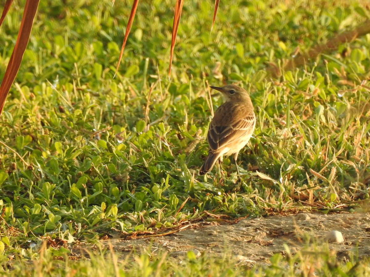 Water Pipit - ML621098616