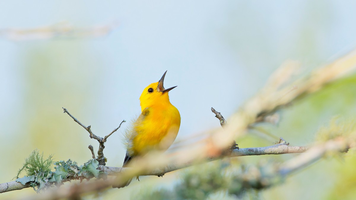 Prothonotary Warbler - ML621098630