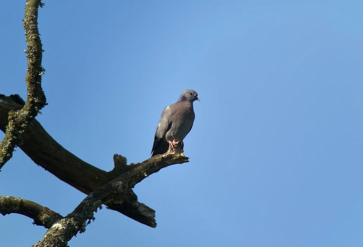 Pigeon colombin - ML621098631