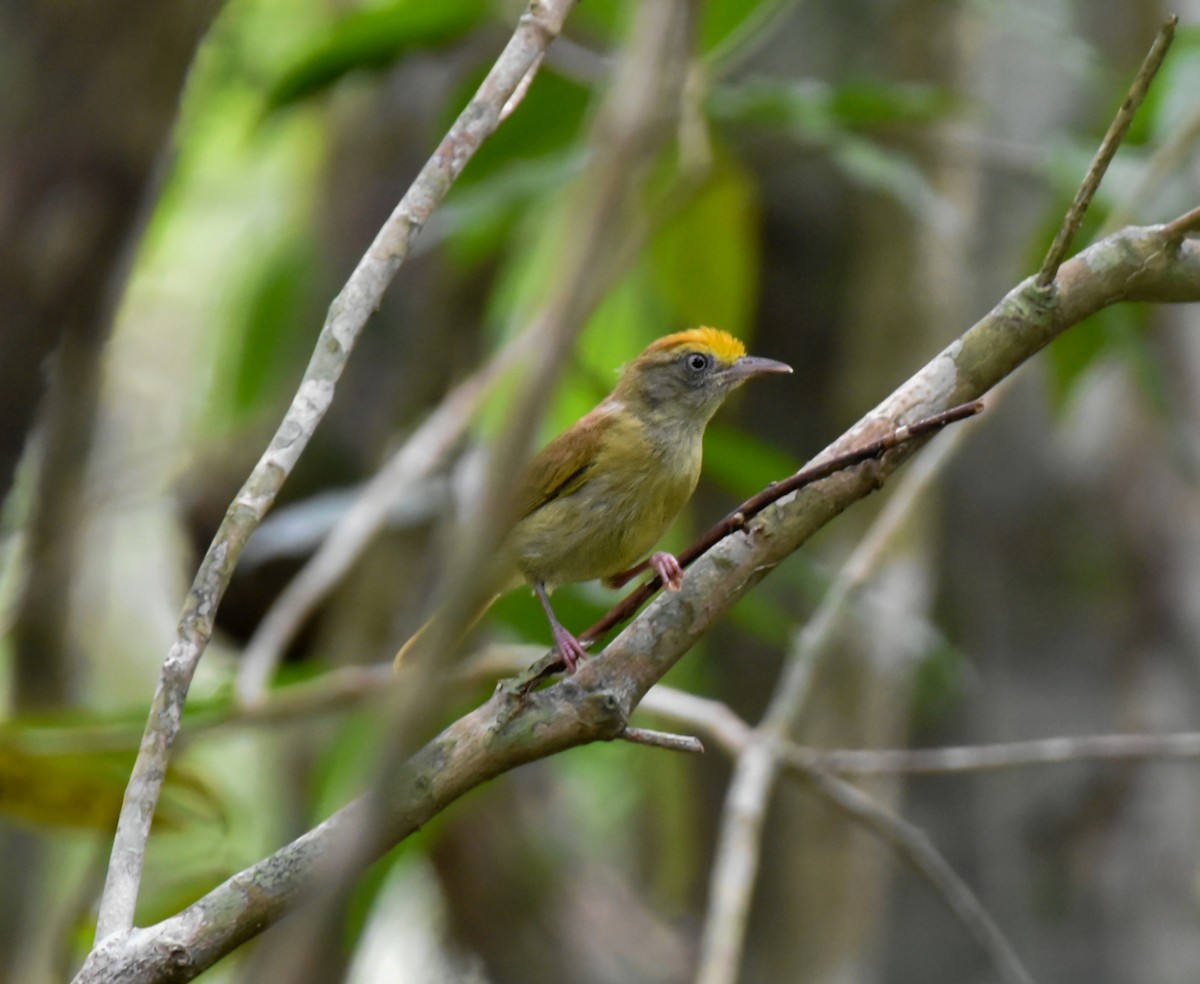 Tawny-crowned Greenlet - ML621098655