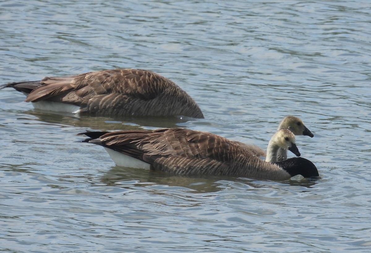 Canada Goose - Matt Tobin