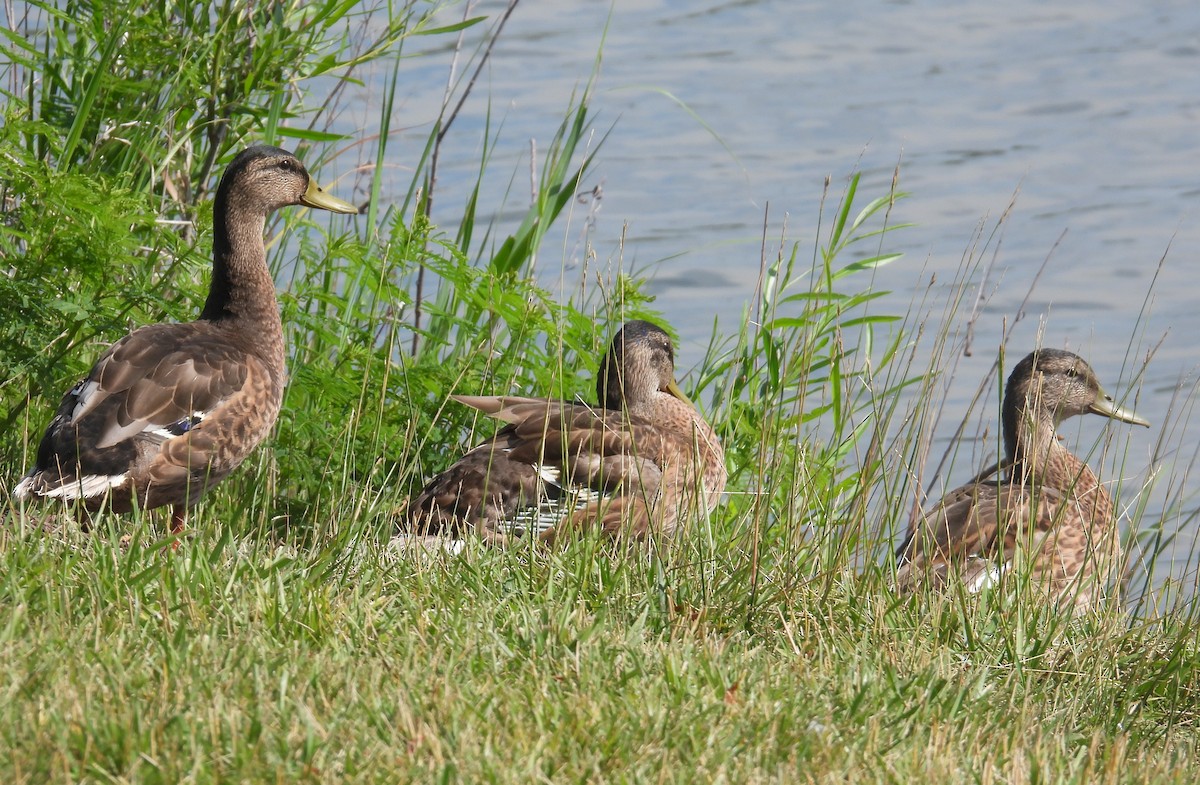 Canard colvert - ML621098660