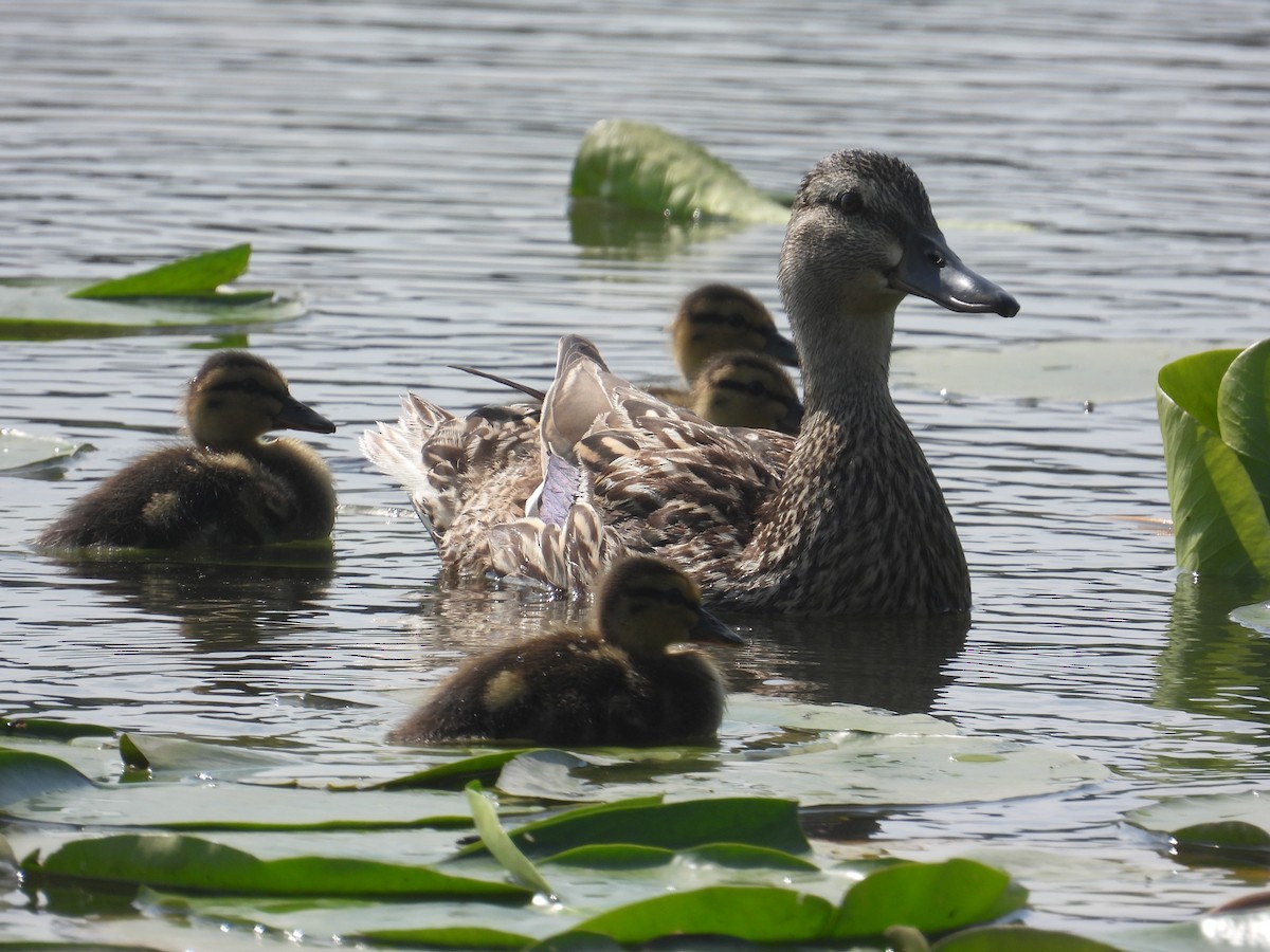 Mallard - ML621098661